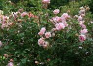 Villa Giustiniani – Fotogallery il Roseto – 35